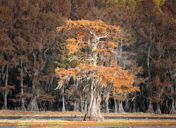 Caddo Lake, Texas