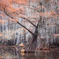 Caddo Lake, Texas