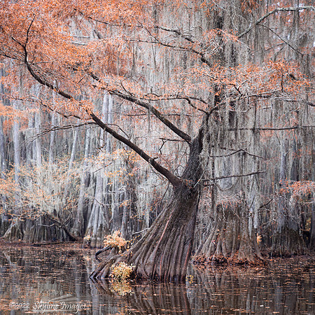 Caddo Lake, Texas