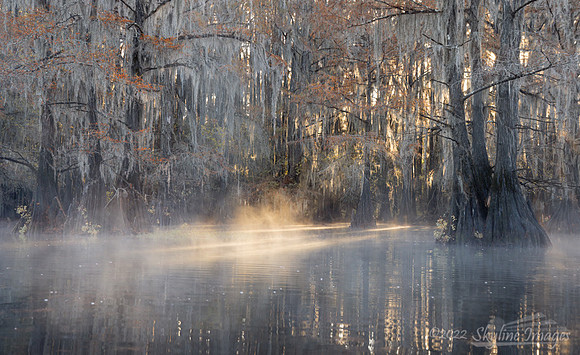 Caddo Lake, Texas