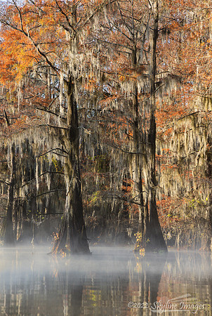 Caddo Lake, Texas