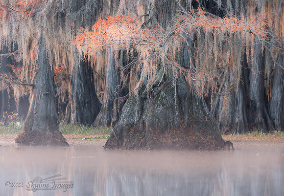 Caddo Lake, Texas
