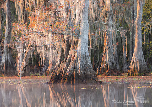 Caddo Lake, Texas
