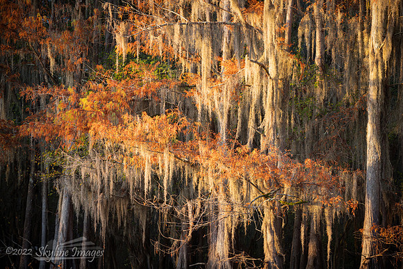 Caddo Lake, Texas