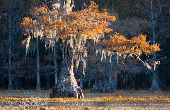 Caddo Lake, Texas