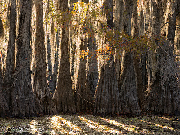 Caddo Lake, Texas