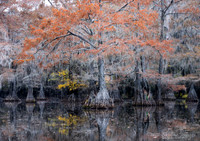 Caddo Lake, Texas