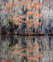 Caddo Lake, Texas