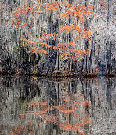 Caddo Lake, Texas