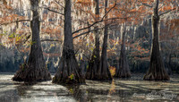 Caddo Lake, Texas