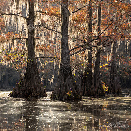 Caddo Lake, Texas