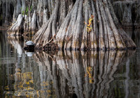 Caddo Lake, Texas