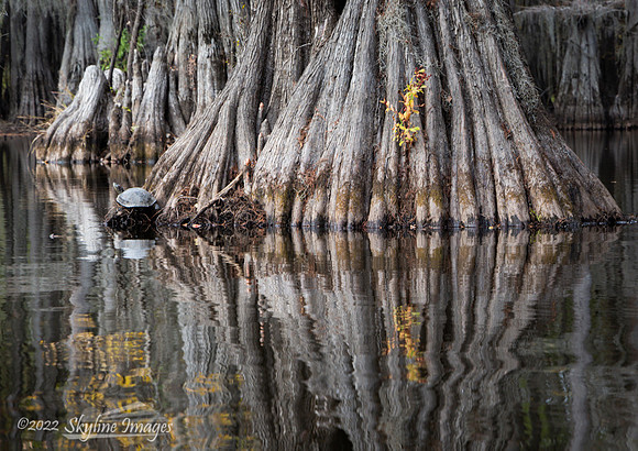 Caddo Lake, Texas