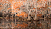 Caddo Lake, Texas