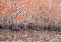 Caddo Lake, Texas