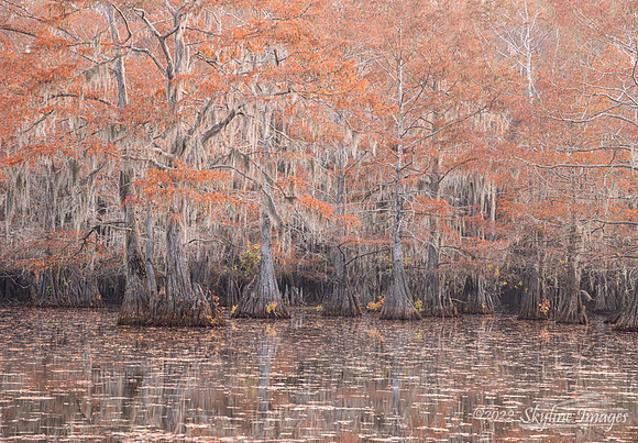 Caddo Lake, Texas