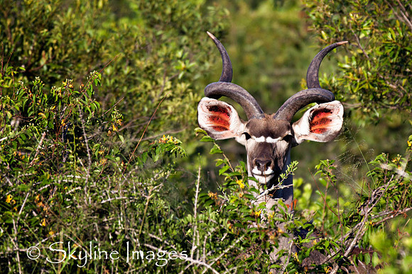 Kudo, Sabi Sands, South Africa