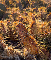 Grand Canyon - Parashant National Monument AZ