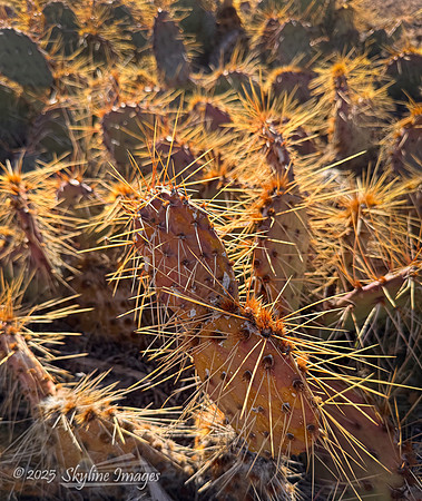 Grand Canyon - Parashant National Monument AZ