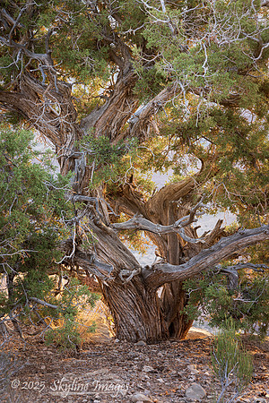 Grand Canyon - Parashant National Monument AZ