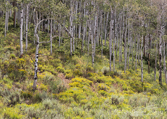 Uinta-Wasatch-Cache National Forest, Utah