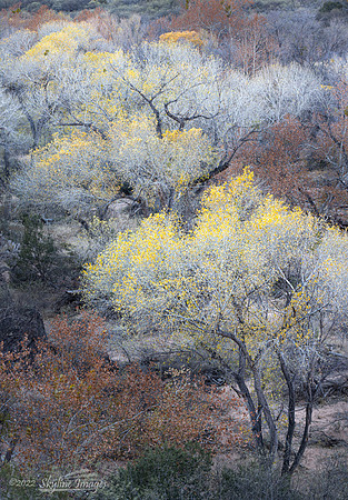 Sycamore Canyon Arizona