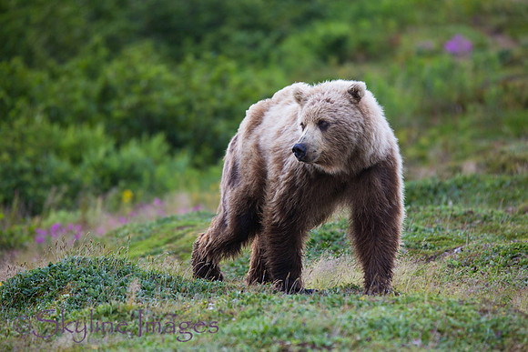 Brown Bear, Katmai NP, Alaska