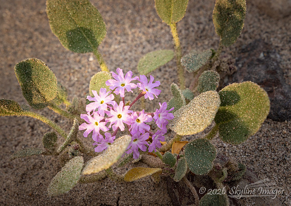 Mojave Desert, California