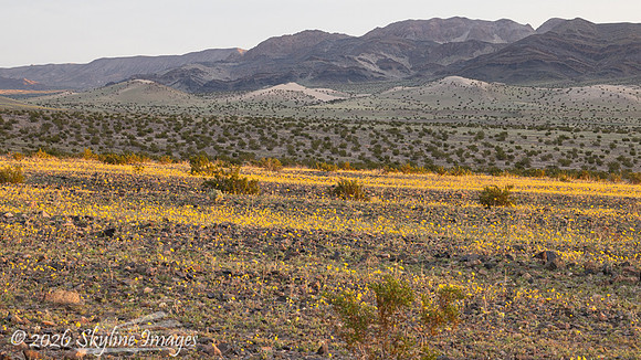 Mojave Desert, California
