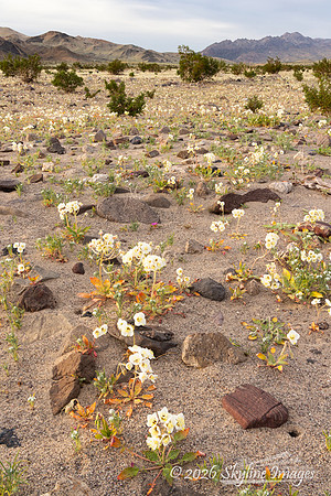 Mojave Desert, California