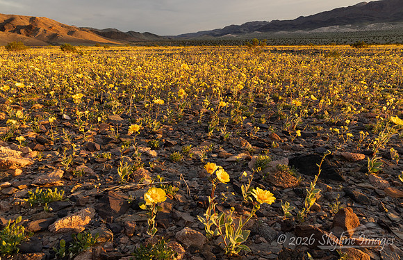 Mojave Desert, California