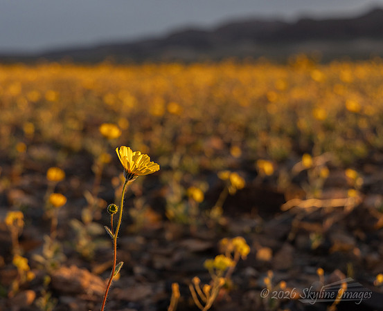 Mojave Desert, California