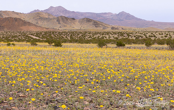 Mojave Desert, California