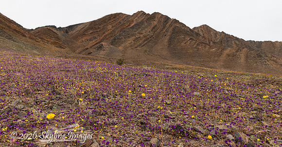 Mojave Desert, California