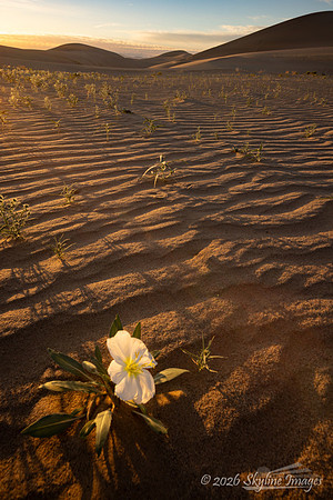Mojave Desert, California