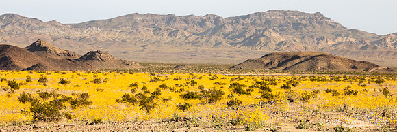 Mojave Desert, California