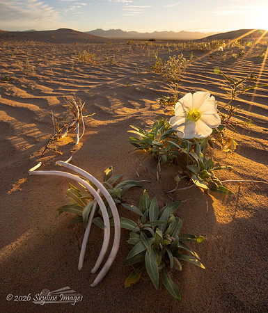 Mojave Desert, California