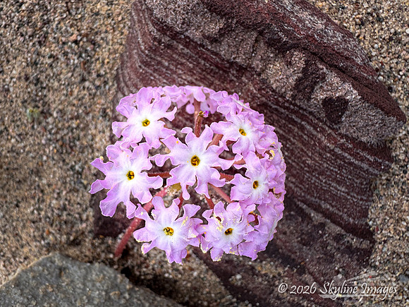 Mojave Desert, California