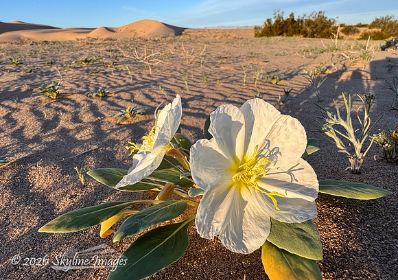 Mojave Desert, California