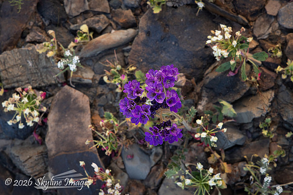 Mojave Desert, California