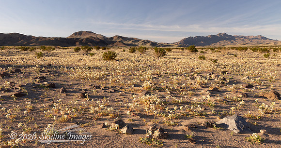 Mojave Desert, California