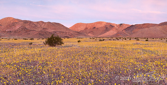 Mojave Desert, California