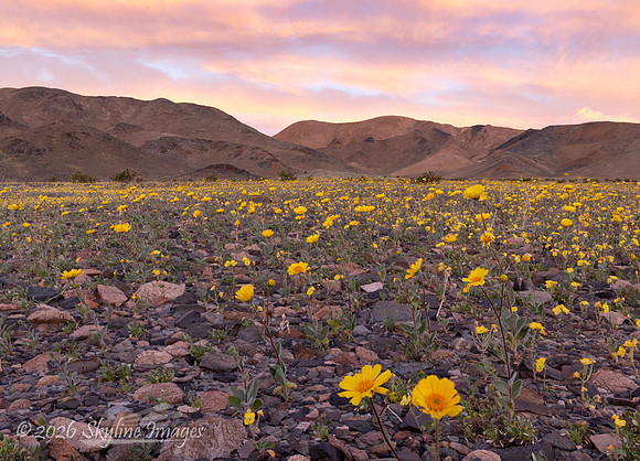 Mojave Desert, California