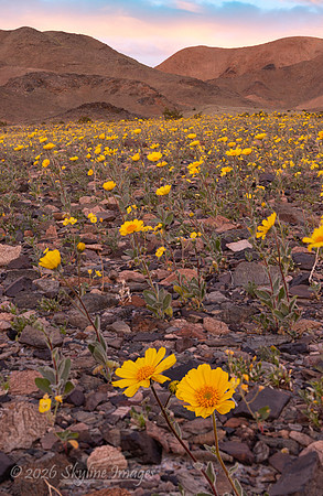 Mojave Desert, California