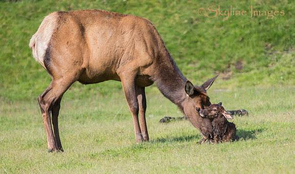 Elk cow with newborn calf (captive), Alaska