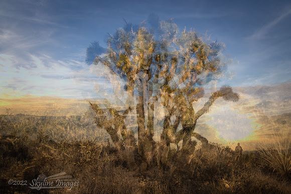 Mojave Desert California