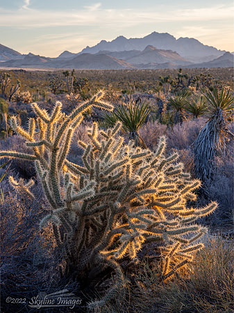 Mojave Desert California