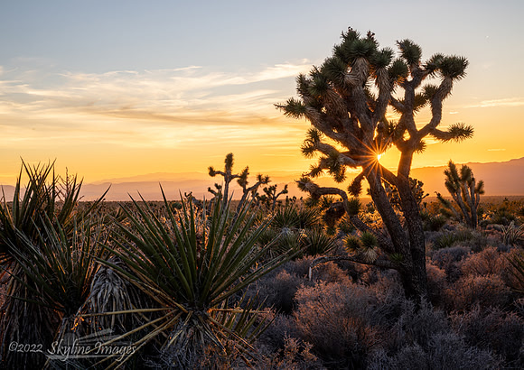 Mojave Desert California