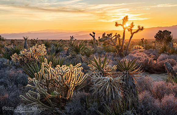 Mojave Desert California