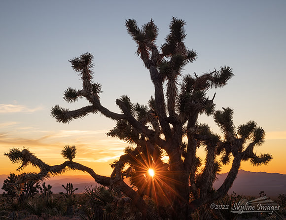 Mojave Desert California